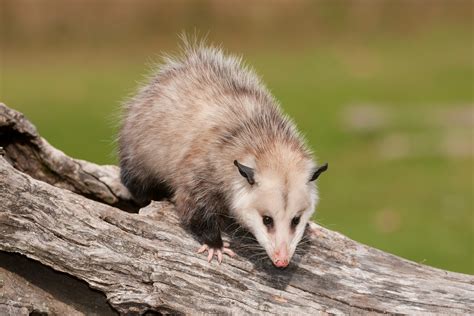 colocolo opossum